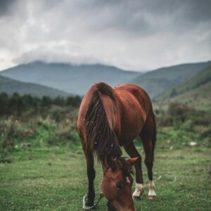 Equine First‑Aid Field Kit