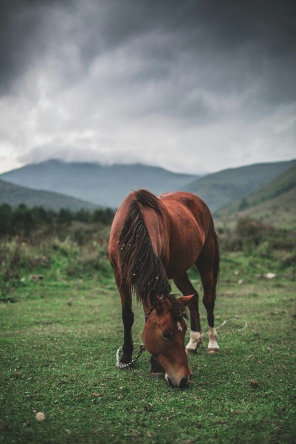 Equine First‑Aid Field Kit